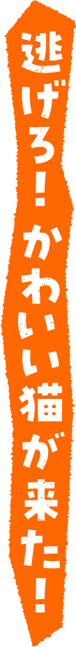 逃げろ！かわいい猫が来た！